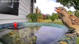 Birds Enjoying Water in FL   5/19/2024 #birdwatching