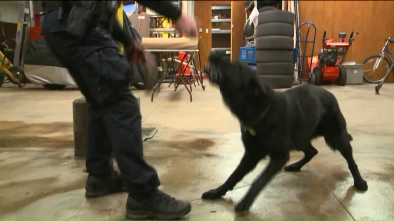 K9 Broka catches home invasion suspect in Killingly, CT - YouTube