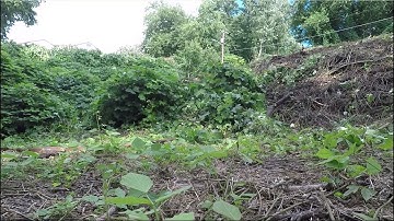 Clearing the Property - HOW TO KILL KUDZU - (Without pesticides)