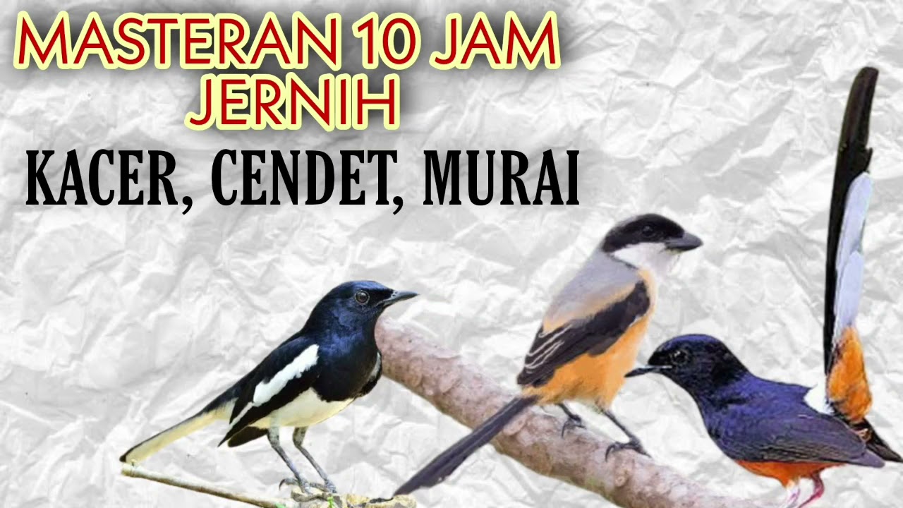 Masteran Jernih Full Isian Mewah, Cocok Untuk Kacer, Cendet, Murai, Masteran 10 Jam