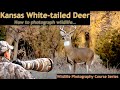 Photographing White-tailed Deer in Kansas - Wild Photo Adventures