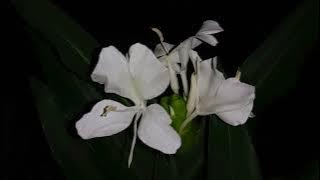 cinematic alam malam hari|| cinematic video 30 detik cinematic desa