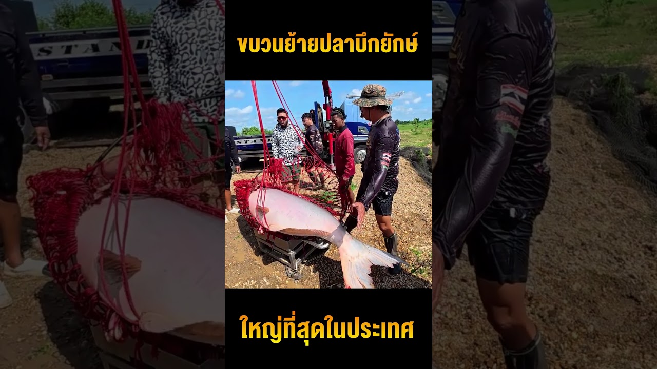 ย้ายปลาบึกยักษ์ อลังการที่สุดในไทย