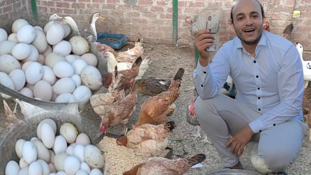 مشروعك فى بيتك هتاخد كل يوم ارباح يوميه من بيض الفراخ مع دراسة جدوى دقيقة#مصطفى_وأمل