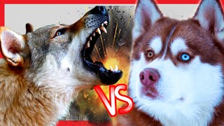 Husky Siberiano VS Cão Lobo Checoslovaco
