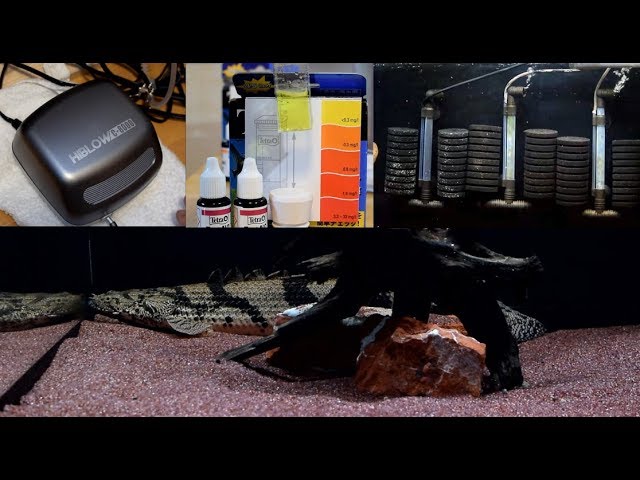 Ancient fish tank filter and high blow [Aquarium] - YouTube