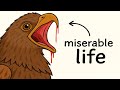Why It Sucks To Be Born As A Honey Buzzard 