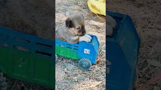 Puppy Riding Traveler