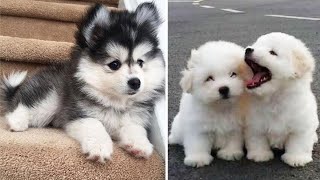 Super Cute Puppies Doing Funny Things | Cutest Puppy In The World ► 3