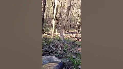 Wild bobcat attacks hunter in WV! Must see footage!