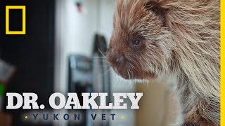 A Porcupine With a Skin Infection | Dr. Oakley, Yukon Vet