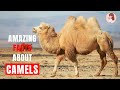 Amazing Facts About Camels 🐫 🐫 🐫