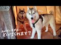 【お泊まり】初本格キャンプに浮かれ9時間ぶっ通しで遊ぶやんちゃすぎるハスキー兄弟がこちら笑