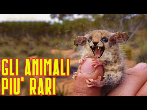 Video: Gli animali più rari del mondo. L'animale più raro del mondo