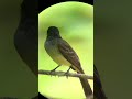 Short-crested Flycatcher. Sep 22 #birding #birdsofperu #birdwatching #birds