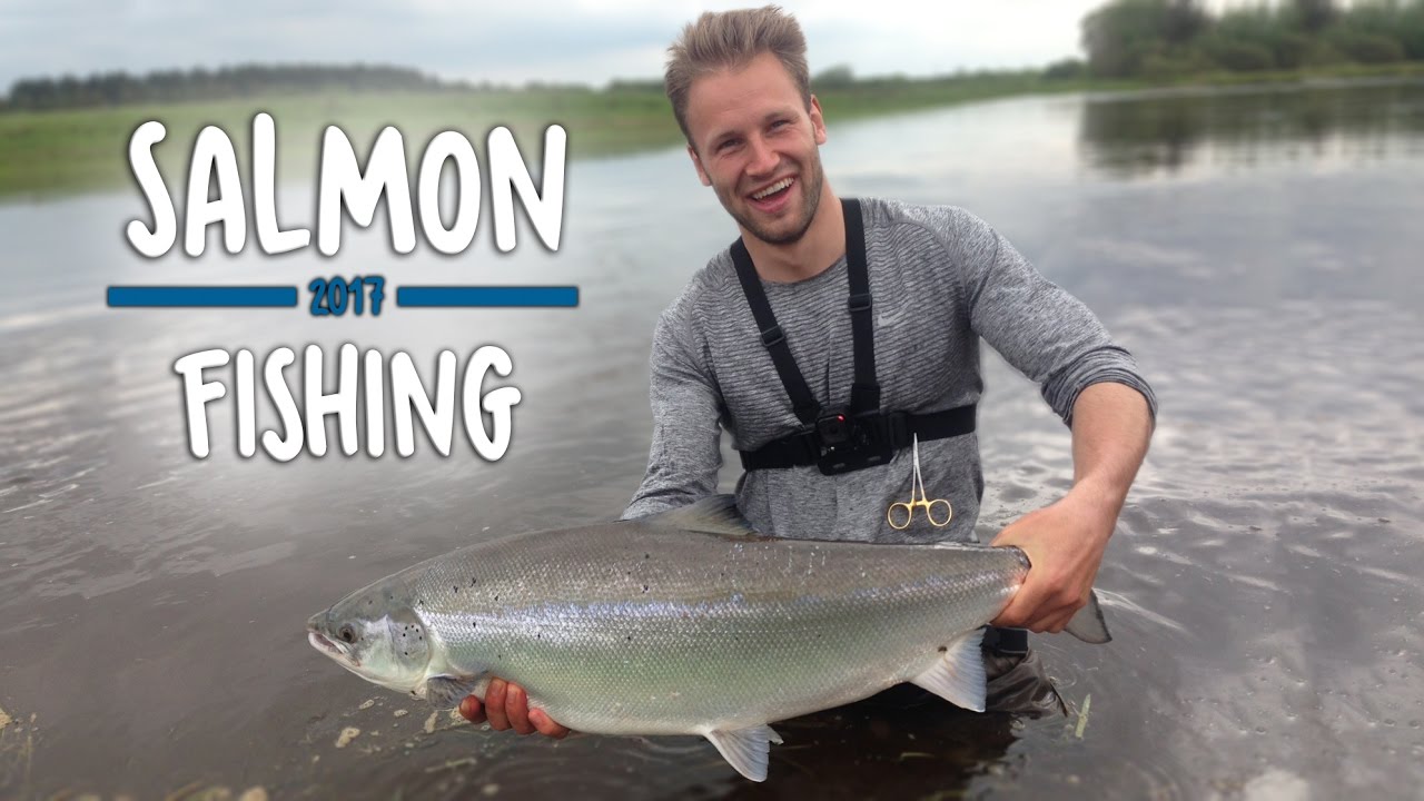 KÆMPE FED LAKS - Skjern Å | Salmon Fishing - YouTube