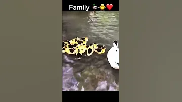 Цыпленок