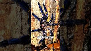 The rare blue spider you never knew?