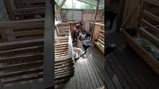 Download Lagu Breastfeeding a 30-Day-Old Kid Using the Intensive Bowl Method – Part 1 MP3 Download Lagu Breastfeeding a 30-Day-Old Kid Using the Intensive Bowl Method – Part 1 MP3