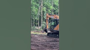Pushing Over Trees | Excavator #shorts #construction