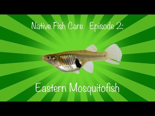 mosquito fish care