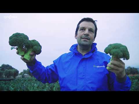 Βίντεο: Μάθετε πώς και πότε να μαζεύετε μπρόκολο