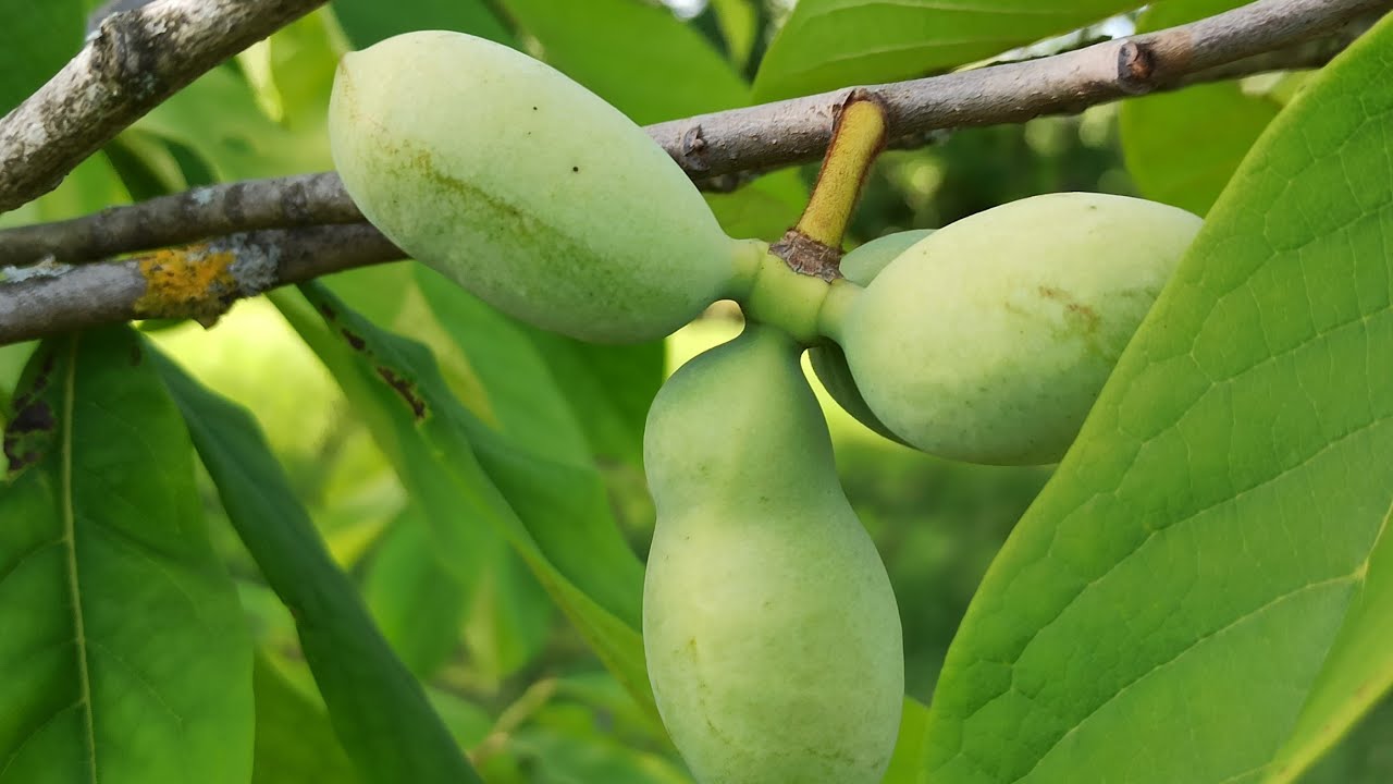 Alte Pawpaw-Plantage im Remstal: Was hat sich verändert?