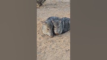 Javelinas on my property #javelina  #collardpeccary #sonorandesert