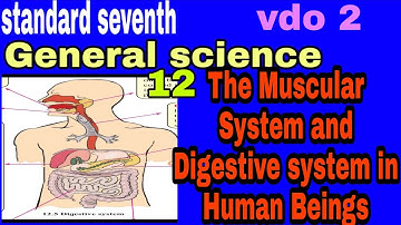 standard 7th|General Science| chapter 12 | The Muscular System and Digestive system in Human Beings