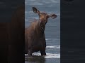 Canadian moose enjoying the water! 🫎 Credit: Will Nicholls