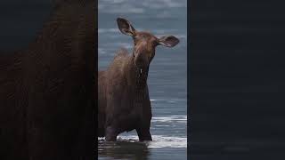 Canadian moose enjoying the water! 🫎 Credit: Will Nicholls
