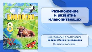 Тип Хордовые. Тема 45. Размножение и развитие млекопитающих