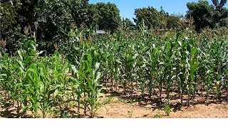 Zimbabwe: Drought-hit farmers improve agriculture through science