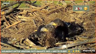 DECORAH EAGLES NORTH ~ HILARIOUS CATTLE UPRISING PUTS EAGLETS TO SLEEP! 🤭 🐄🐮📢 5/3/24