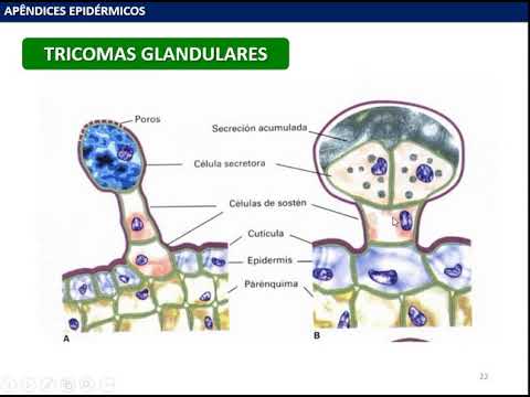 Vídeo: O que você quer dizer com células buliformes?