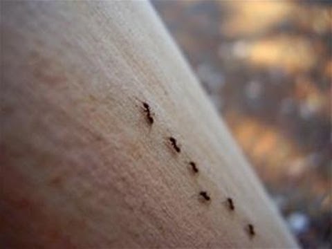How To Extinguish Black Ants
