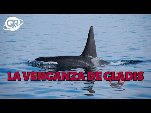 Gladis: La Ballena As3sin4 que Aterroriza los Mares de Gibraltar | #digitalnewsqr