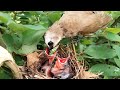 Yellow-vented bulbul birds Mother takes care of 2 babies in a clean bird nest [ Review Bird Nest ]