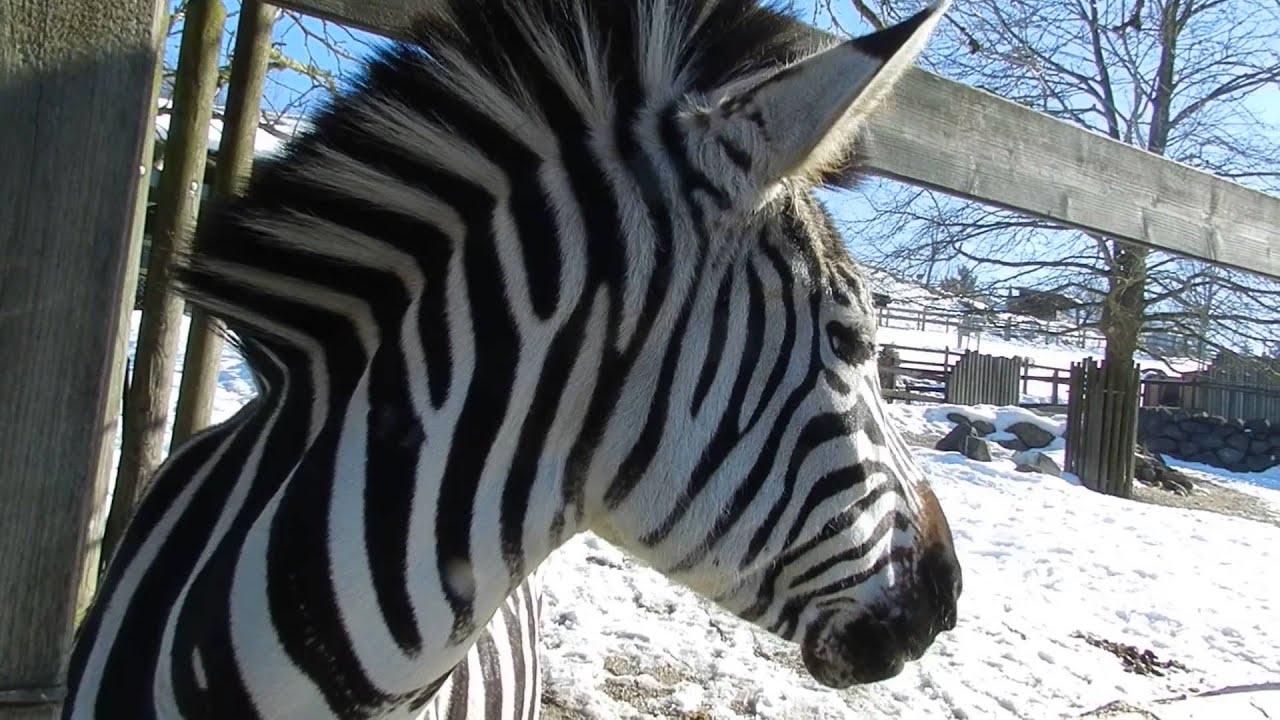 シマウマに餌をあげる 2015 0226 - YouTube