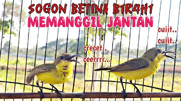 SOGON BETINA BIRAHI MEMANGGIL JANTAN ‼ SANGAT AMPUH UNTUK PANCINGAN DAN PIKAT SOGON