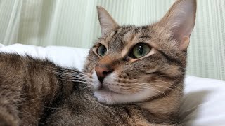 寝て起きたら猫が体の上に乗っかってき来た!