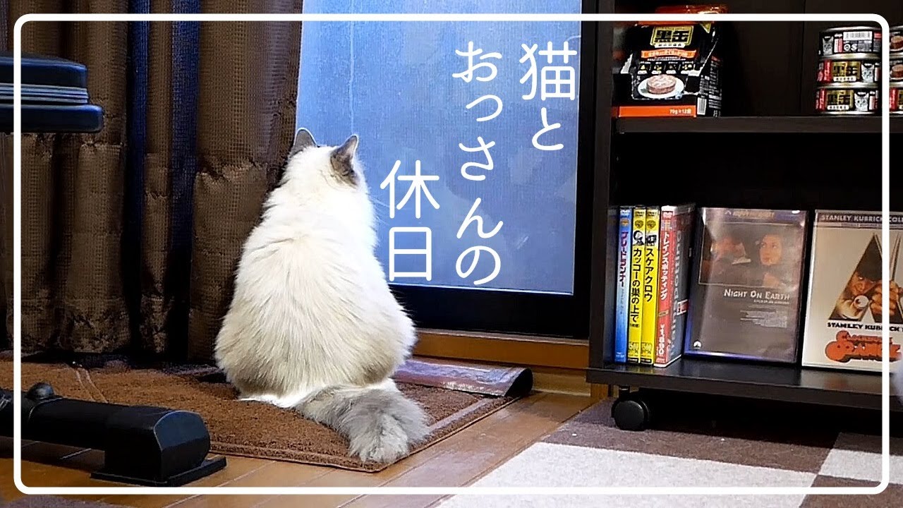 ラグドールは おとなしい性格の猫 飼い主の感想 勘違いしてました Youtube