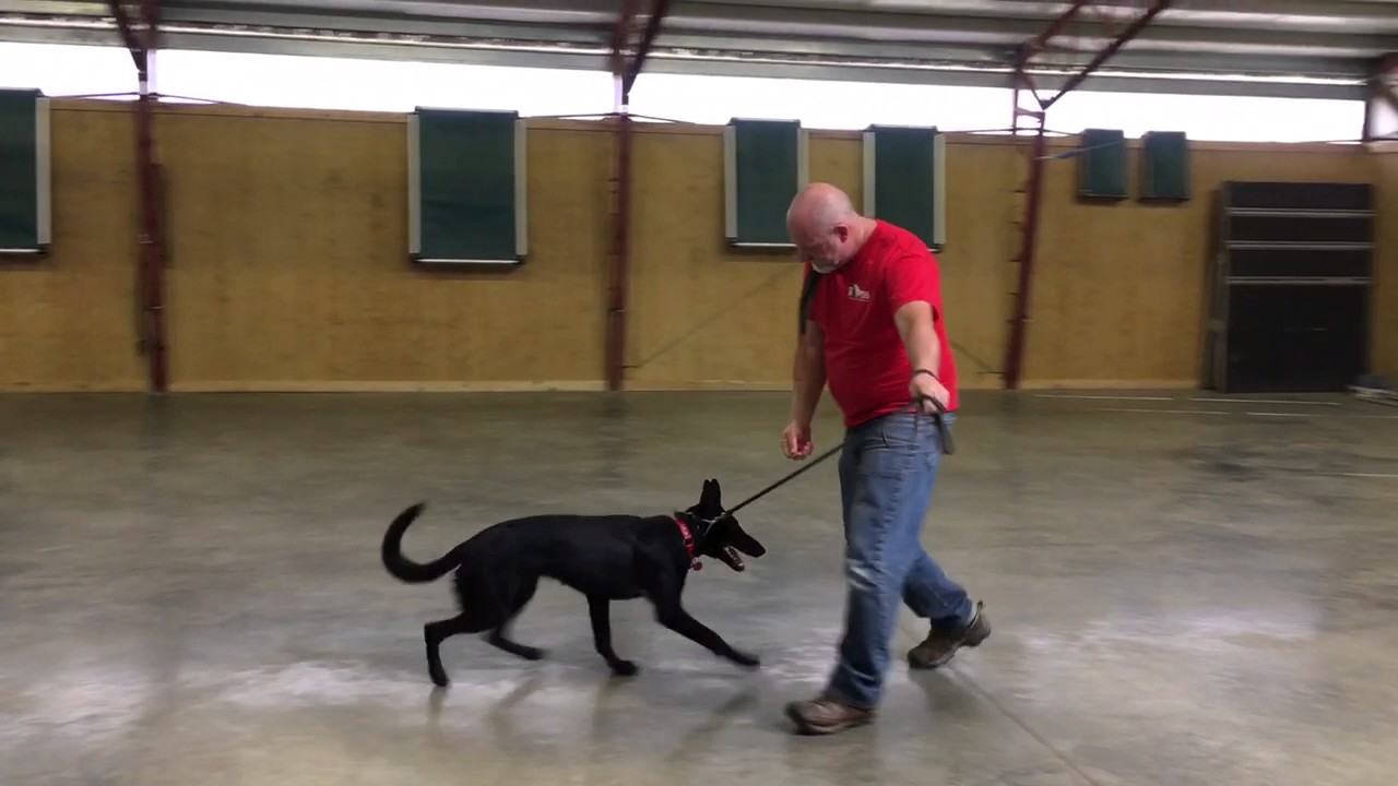 video phone beyonce mp3 Beautiful Black German Shepherd 
