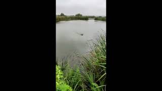 Первая Охота Ягдтерьера Шнапса