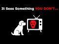 If Your Dog Watching TV, Don't Ignore It...
