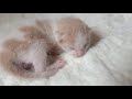 Baby Kitten Growing Up Time Lapse: 0-1Month