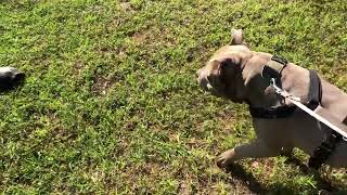 WHY DOES THE TURTLE CROSS THE ROAD???