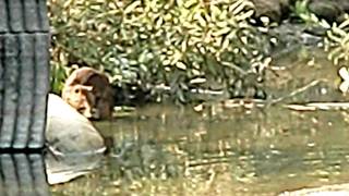 これは珍しい野生のカピバラ家族の水遊び(見事な泳ぎも披露) これは珍しい野生のカピバラ家族の水遊び(見事な泳ぎも披露)