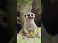 دماغ تانية في المذاكرة