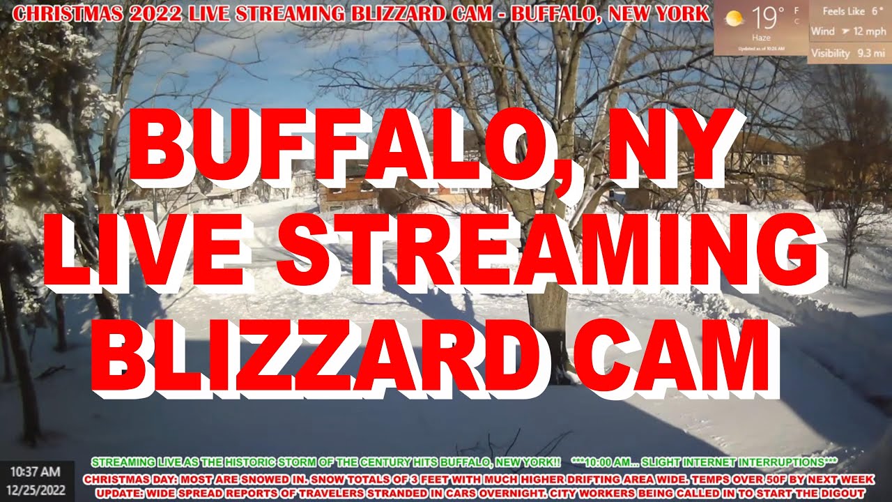 Buffalo Cameras Live